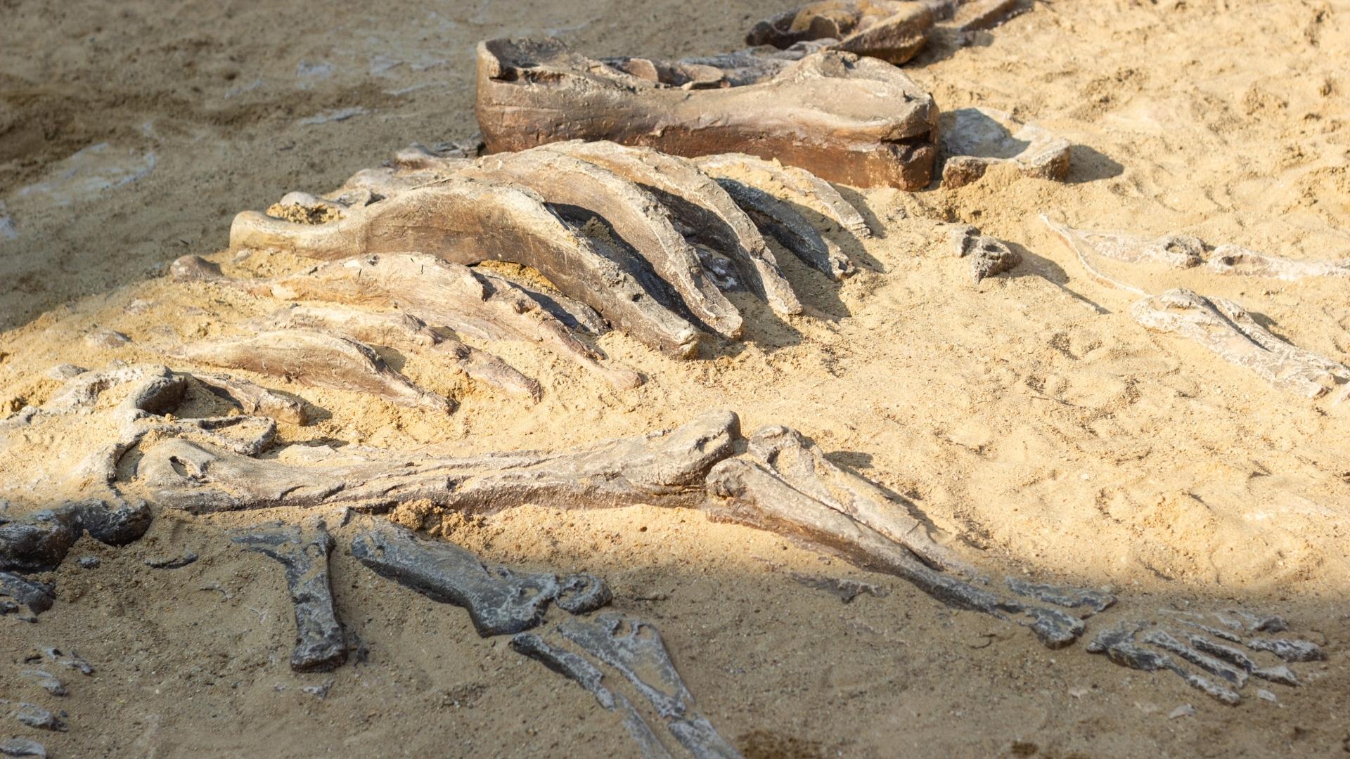 Mini-Me Science: Digging for Dinos - Frost Science