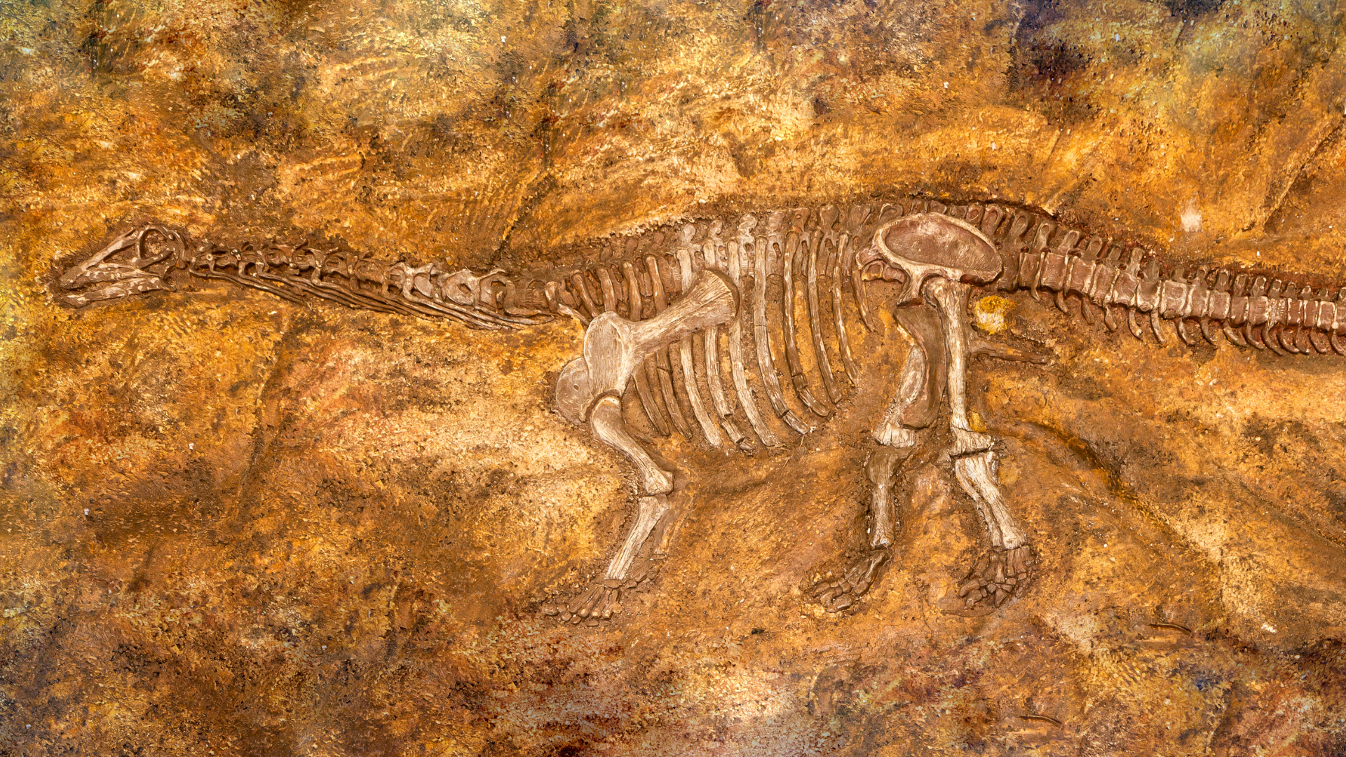 Fossil of dinosaurs