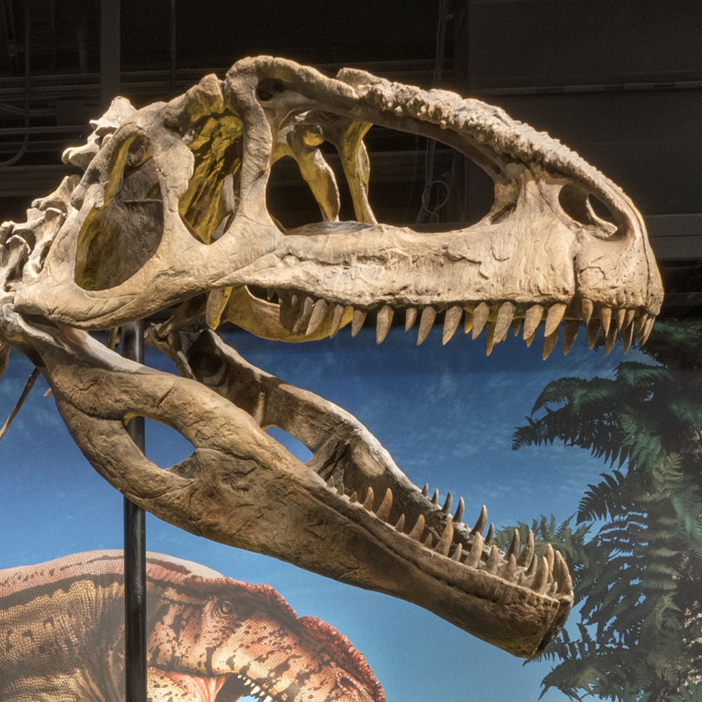 Photo of Giganotosaurus dinosaur skull.