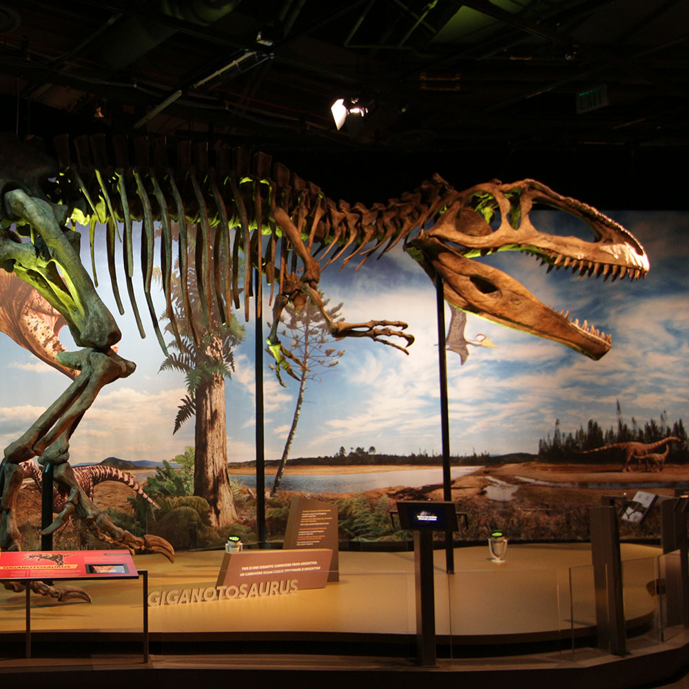 Photo of Giganotosaurus dinosaur.