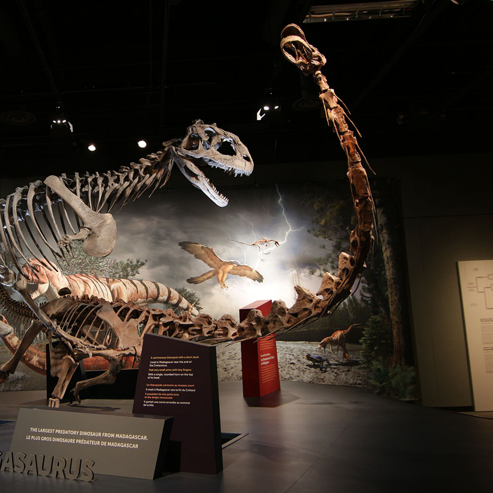 Photo of Majungasaurus dinosaur.