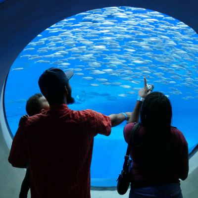 family in the dive