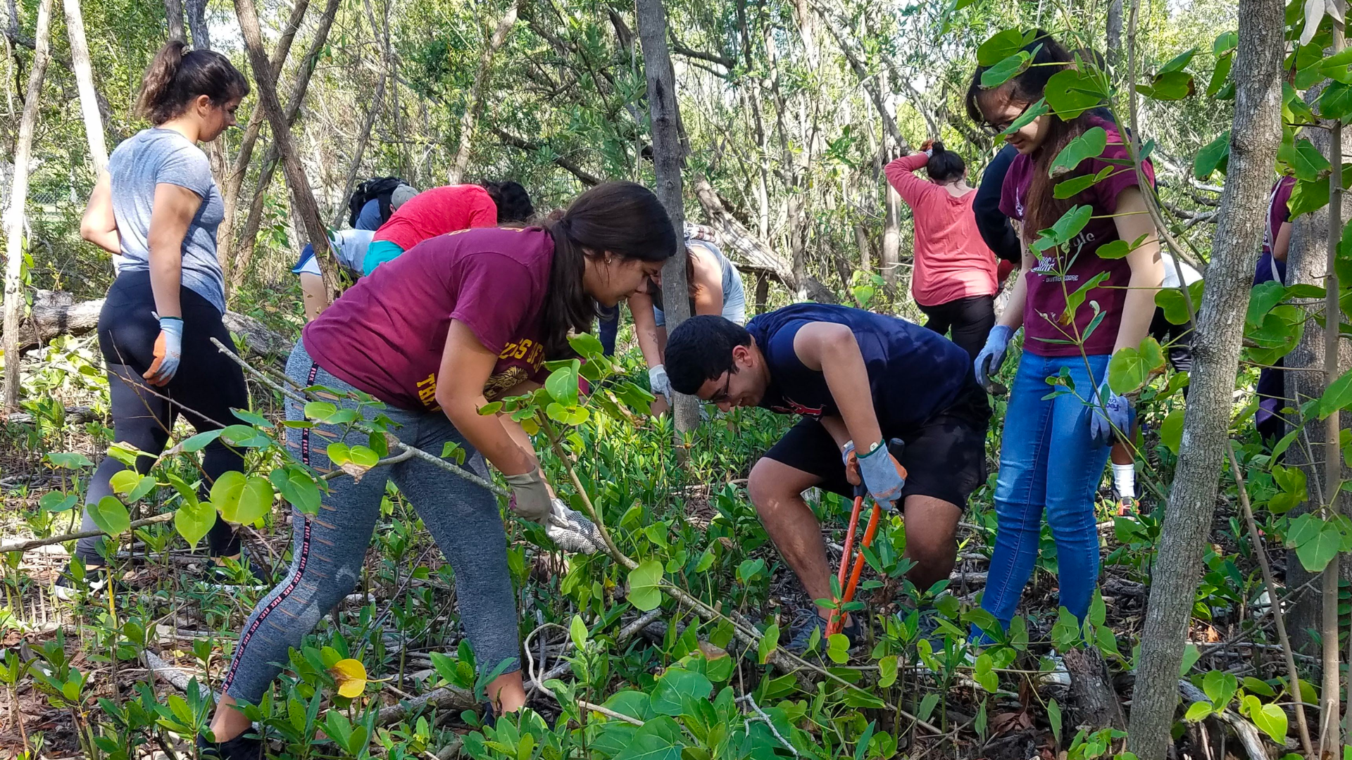 volunteers planting