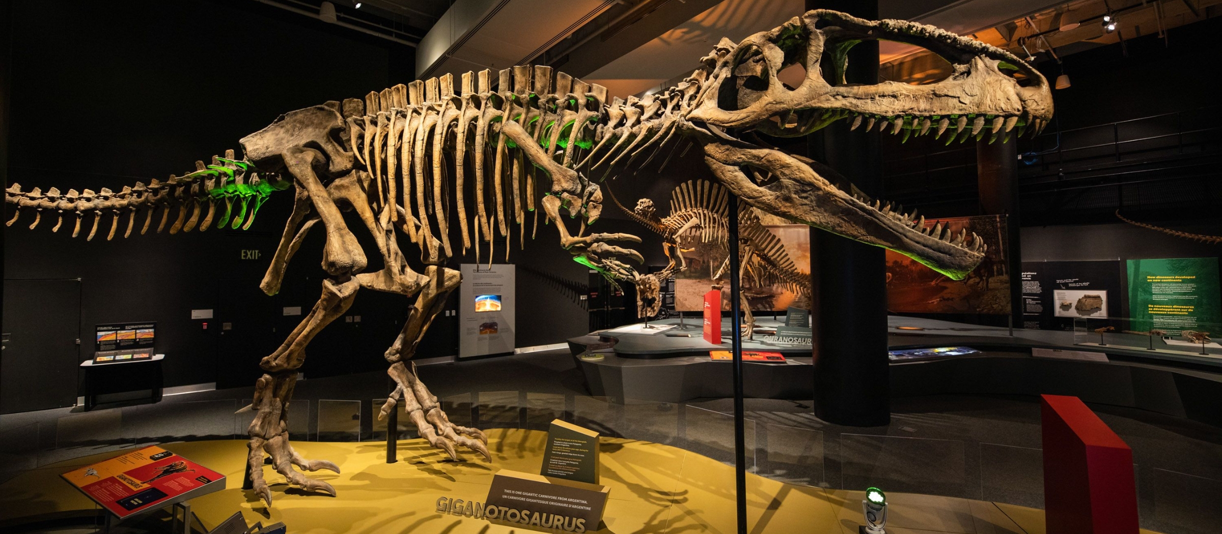 Dinosaur fossil at science museum