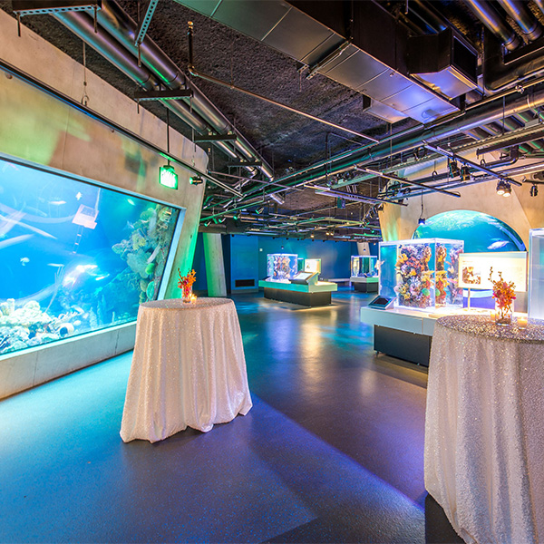 Two small tables in the Frost Science aquarium Dive level