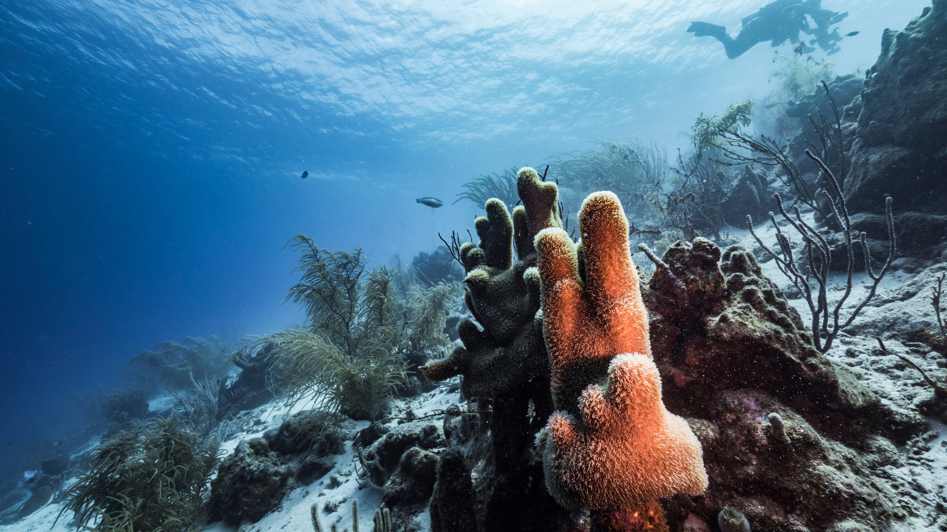 Carteles detalles Calamidad Pillar Corals Now Considered Critically Endangered - Frost Science