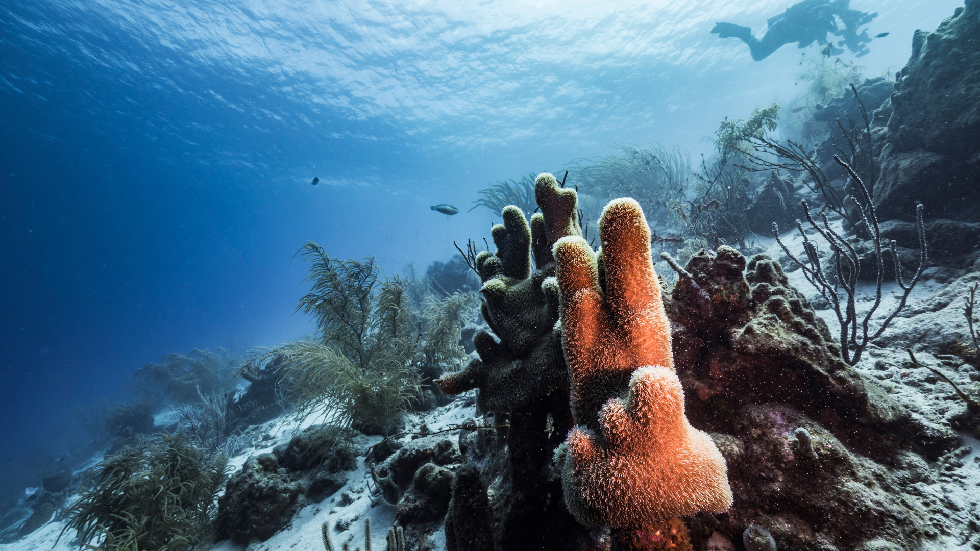 Elongated and knobby Pillar coral sits on the ocean floor surrounded by sand and soft coral. A diver swims above in the top right corner.