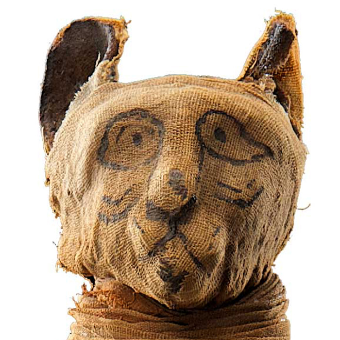 Egyptian cat mummy