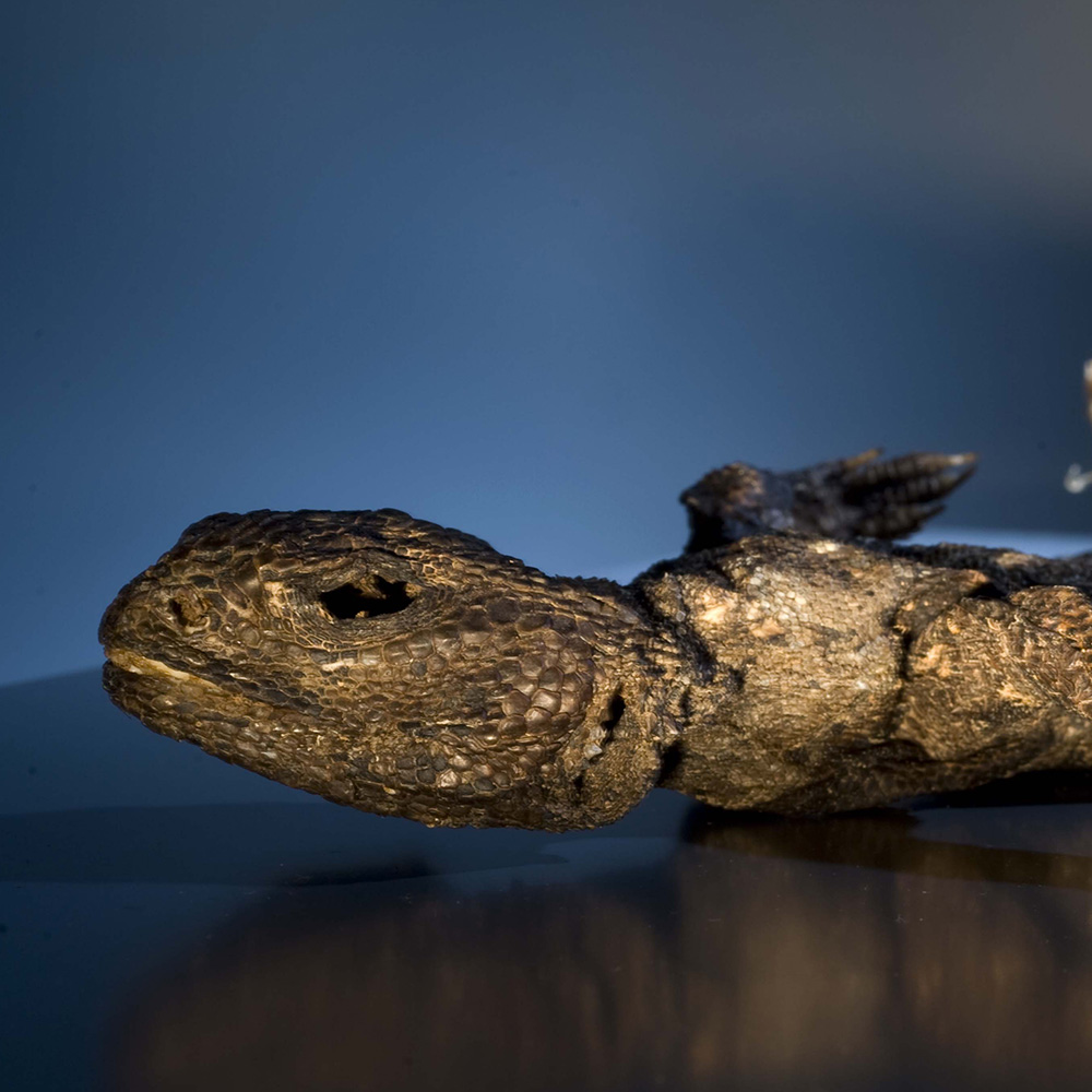 Photo of mummified lizard.