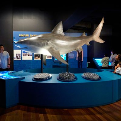 People on either side of a shark model in a science exhibition