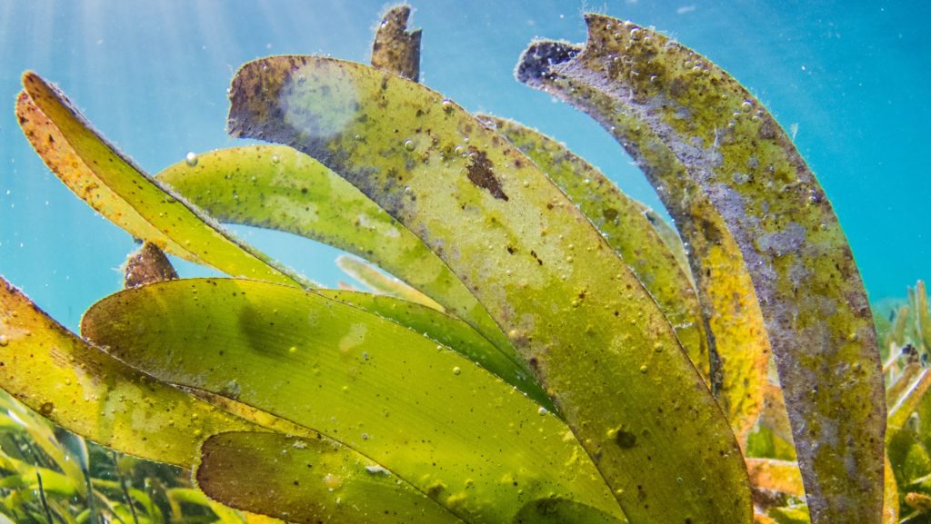 Sea grasses are another example of a carbon sink.