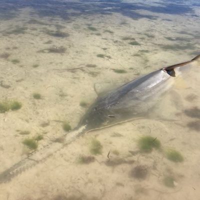 sawfish in shallow water