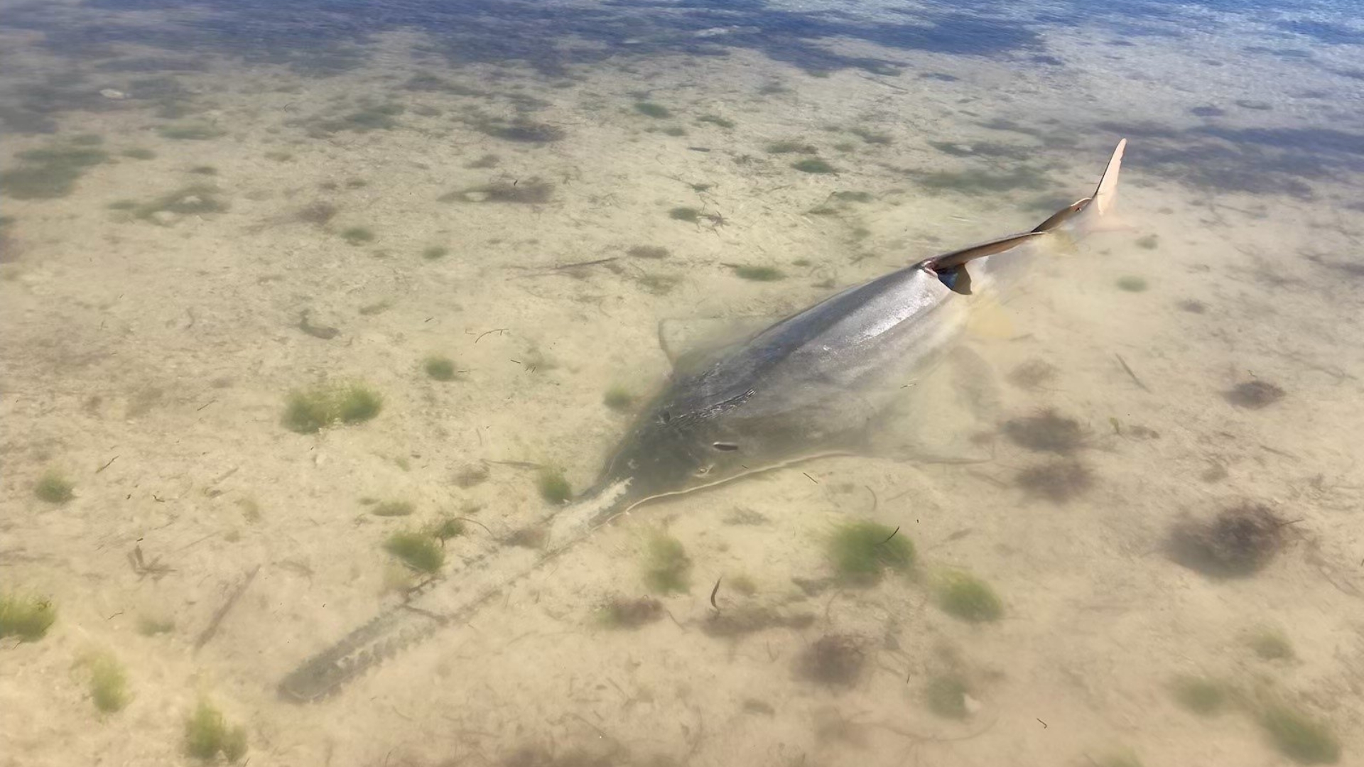 sawfish in shallow water