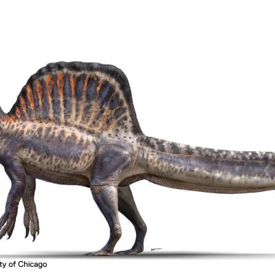 Illustration of a dinosaur called a Spinosaurus mirabilis