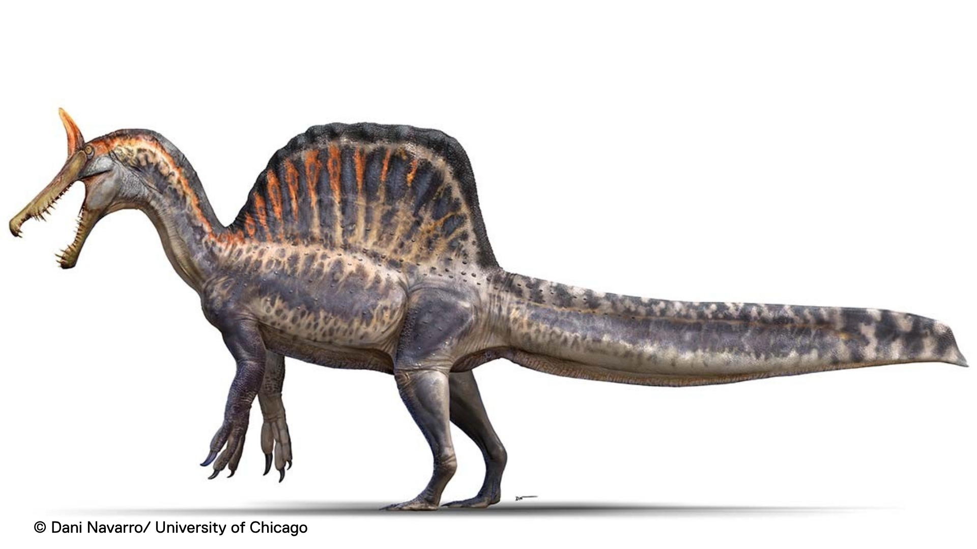Illustration of a dinosaur called a Spinosaurus mirabilis
