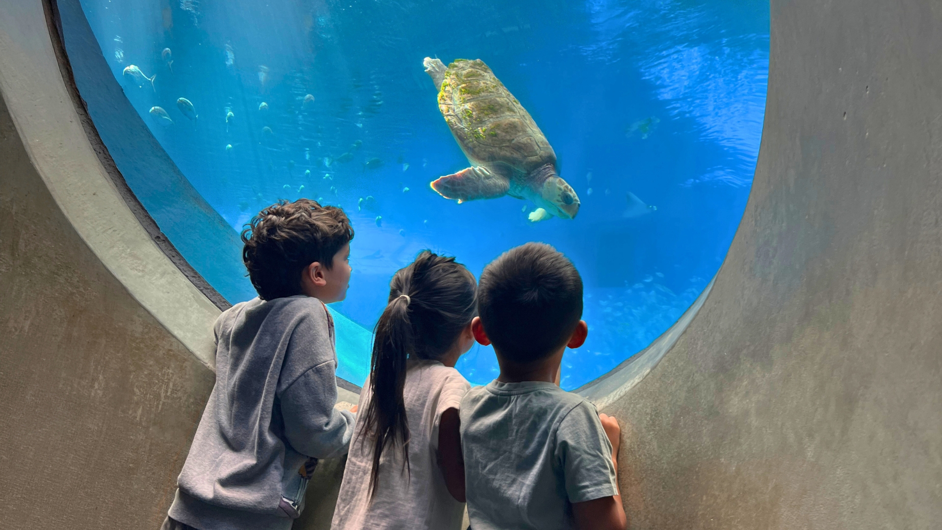 three small children in an aquarium looking at a sea turtle and fish swimming